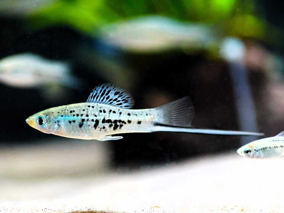 Xiphophorus montezumae - Montezuma-Schwertträger