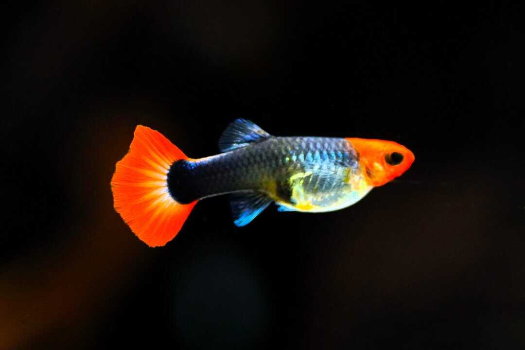 Poecilia reticulata – Guppy Red Cap – Bild 2
