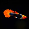 Guppy Red Cap