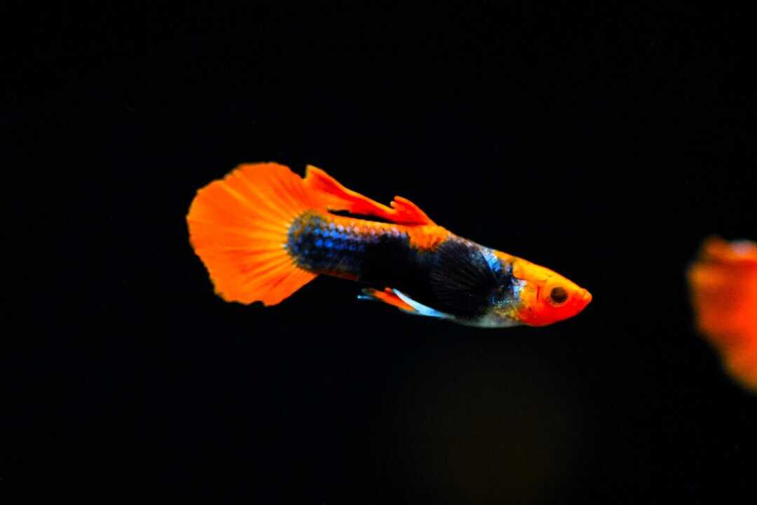 Guppy Red Cap