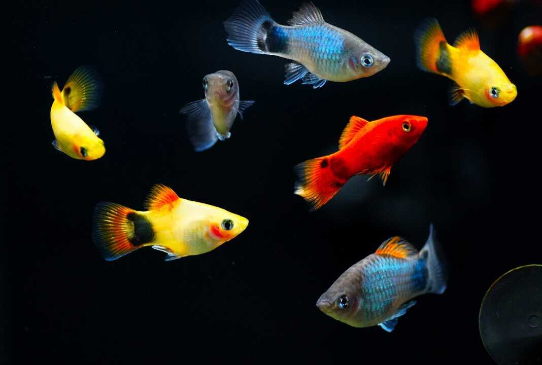 Xiphophorus maculatus - Platy mix