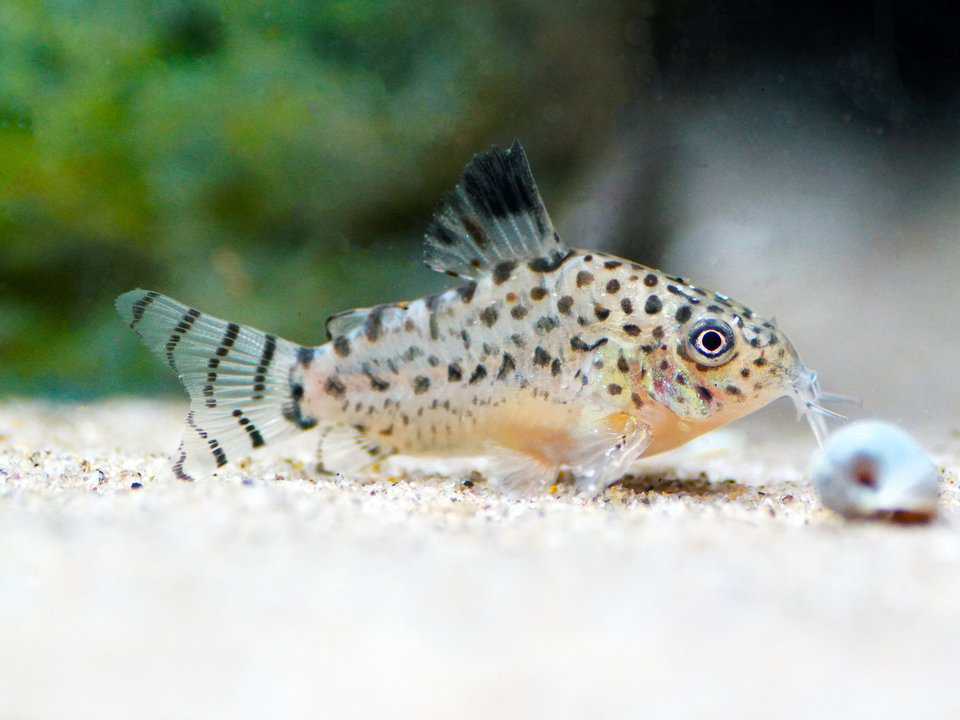 Corydoras cruziensis - Panzerwels
