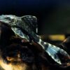 L203 Titanic Pleco