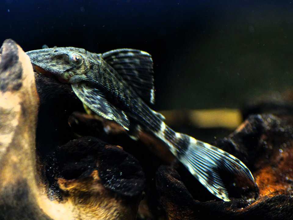 L203 Titanic Pleco