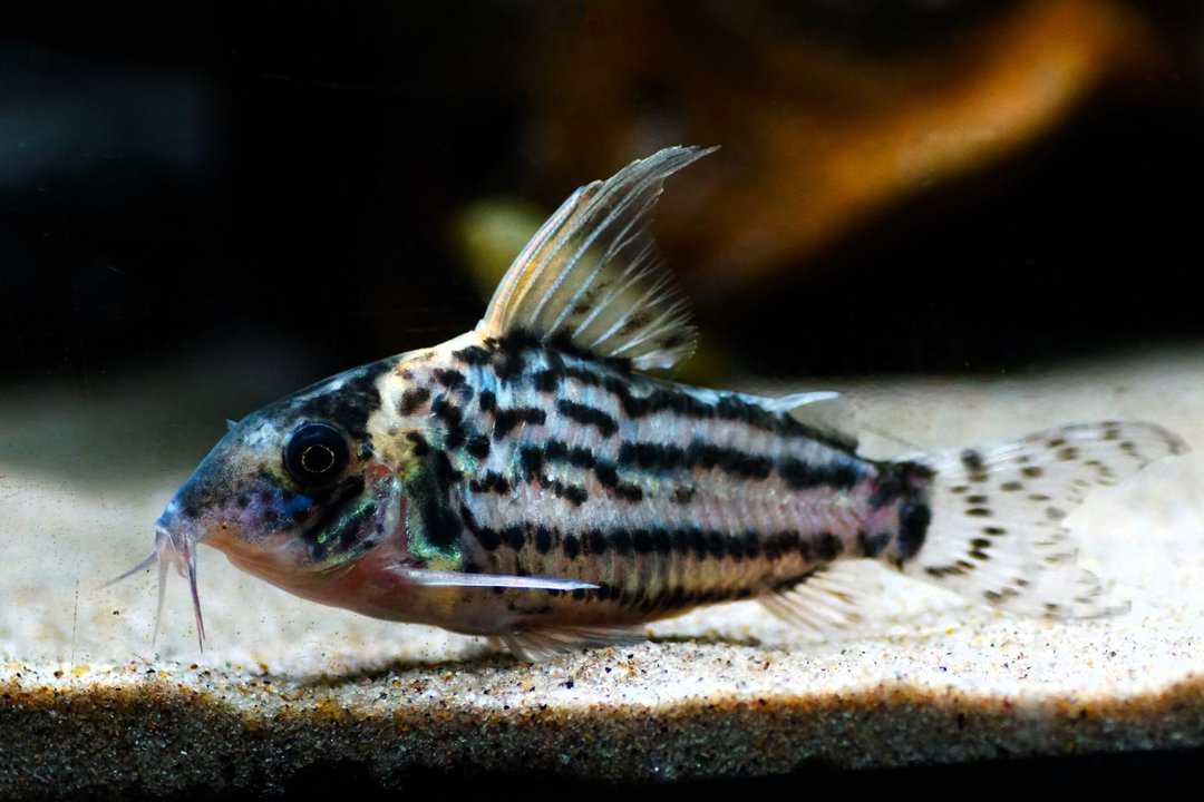 Corydoras pulcher - Schöner Hochflossen Panzerwels