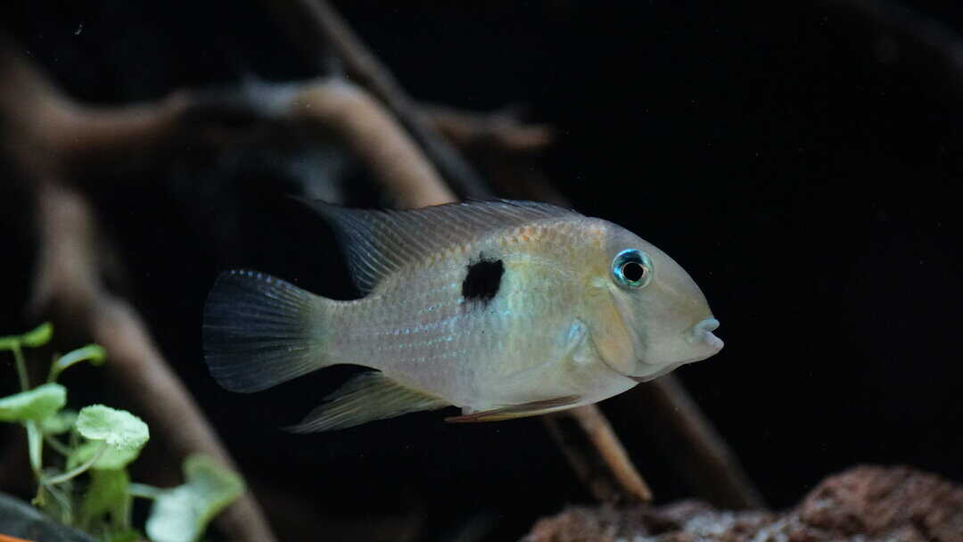 Guianacara owroewefi - Sattelfleckbuntbarsch – Bild 3