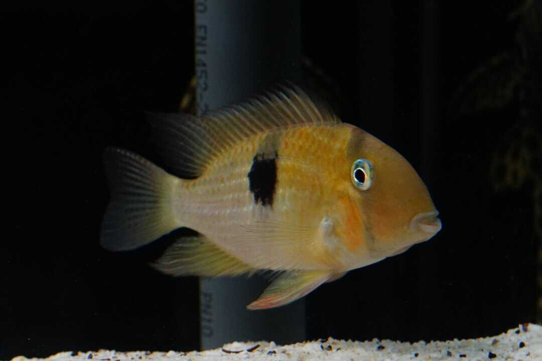Guianacara owroewefi - Sattelfleckbuntbarsch – Bild 2