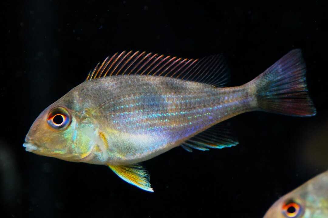 Geophagus brachybranchus - Erdfresser