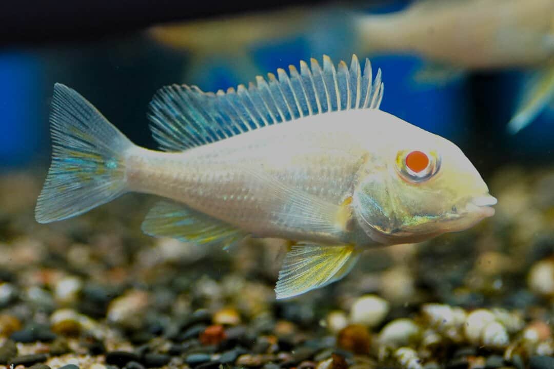Geophagus red head tapajo Albino – Bild 2