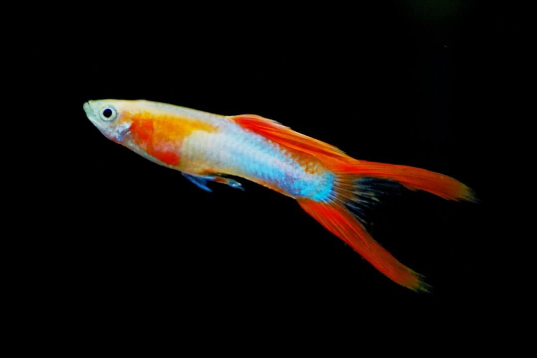 Poecilia Wingei - Endler Guppy Japan Blue