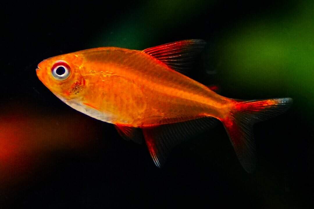 Hyphessobrycon sp. Muzel red cherry