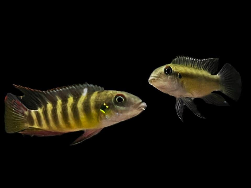 Wallaceochromis Humilis Boffa - Prachtbuntbarsch – Bild 2