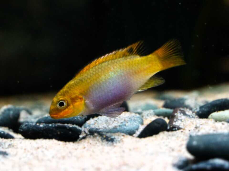 Pelvicachromis Kribensis Lobe – Bild 2