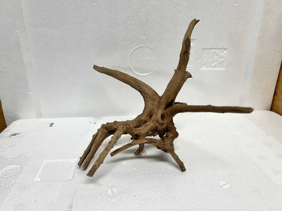 Moorwurzel MS1