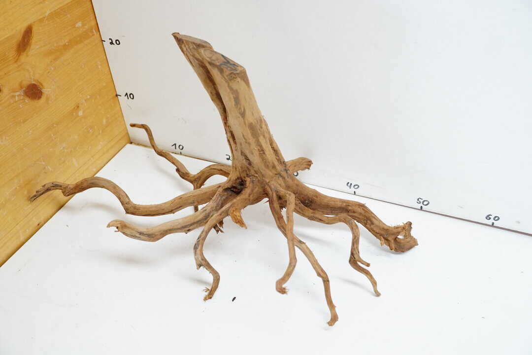 Red Spider Wood 1 – Bild 2