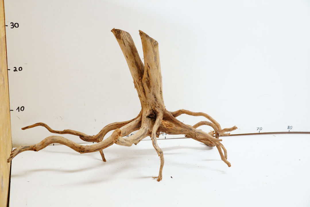 Red  Spider Wood 1
