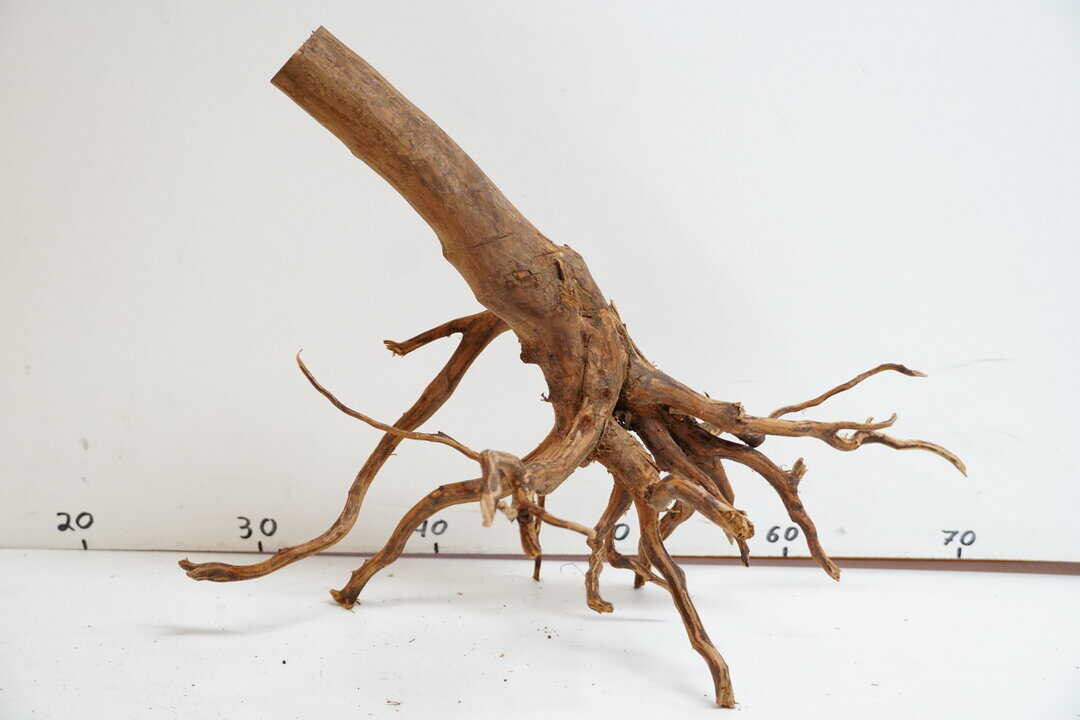 Red Spider Wood 10