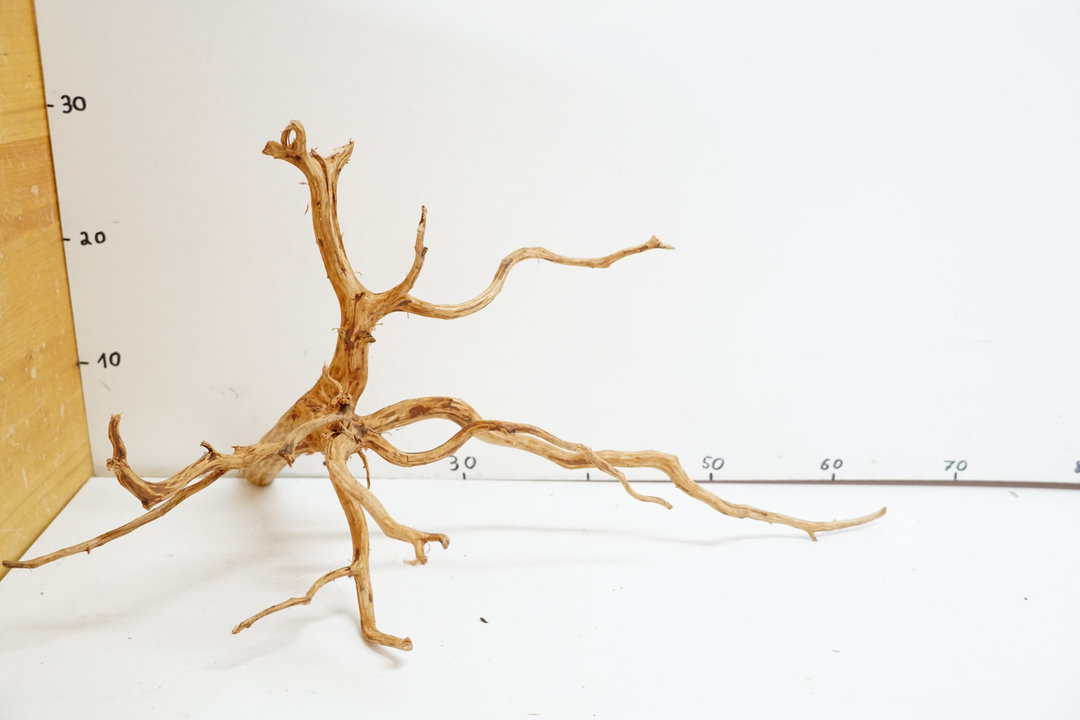 Red Spider Wood 2