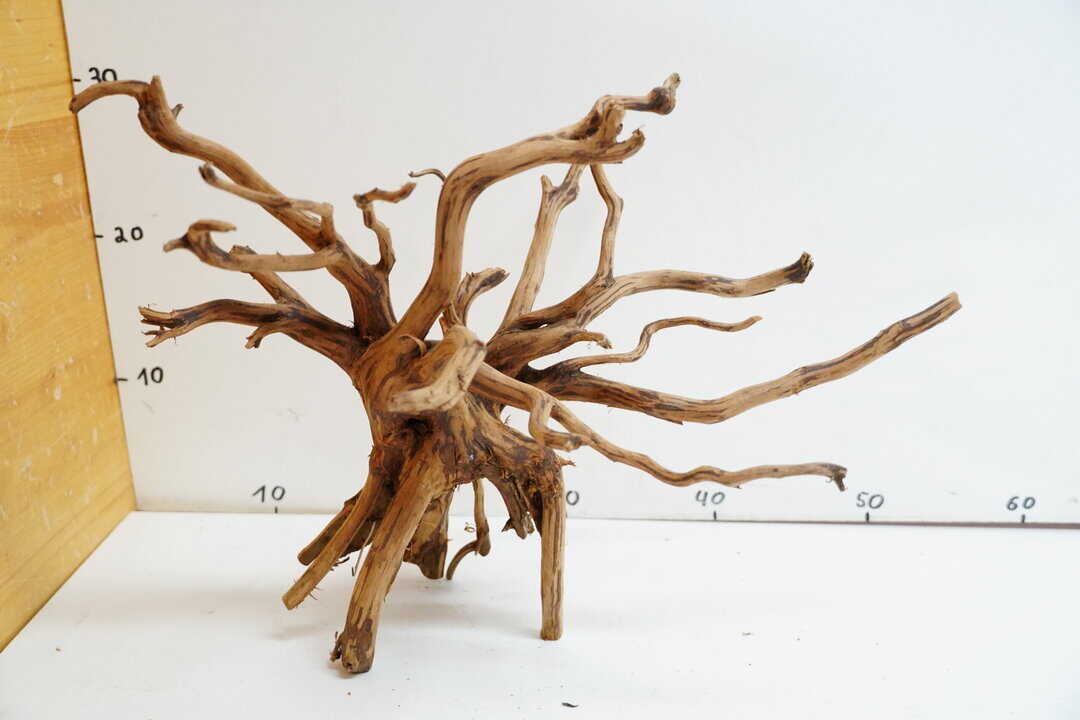 Red Spider Wood 3 – Bild 2