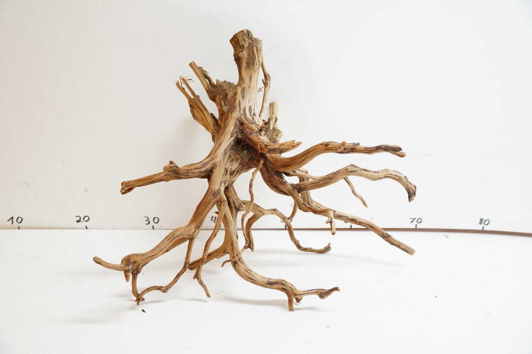 Red Spider Wood 3