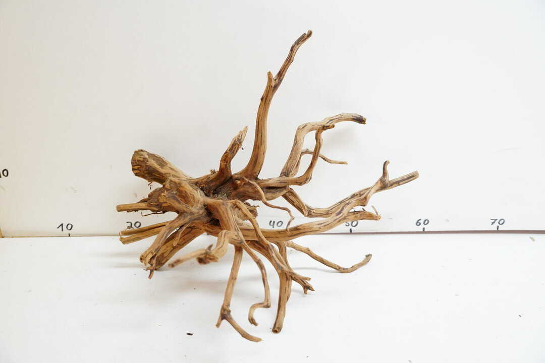 Red Spider Wood 3 – Bild 3