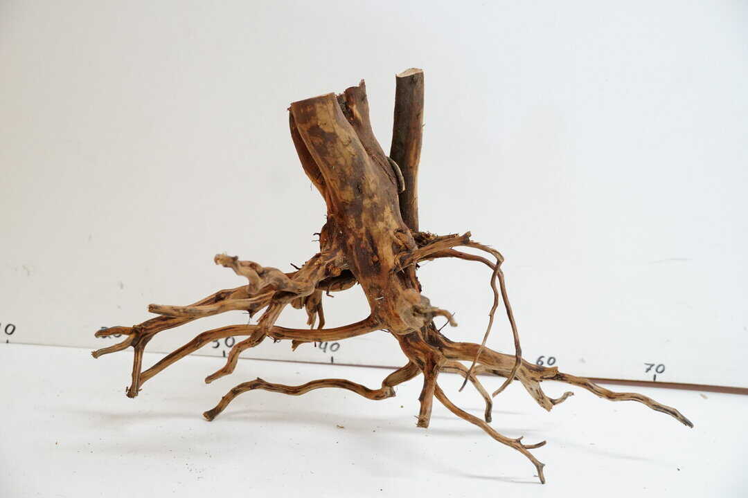 Red Spider Wood 4