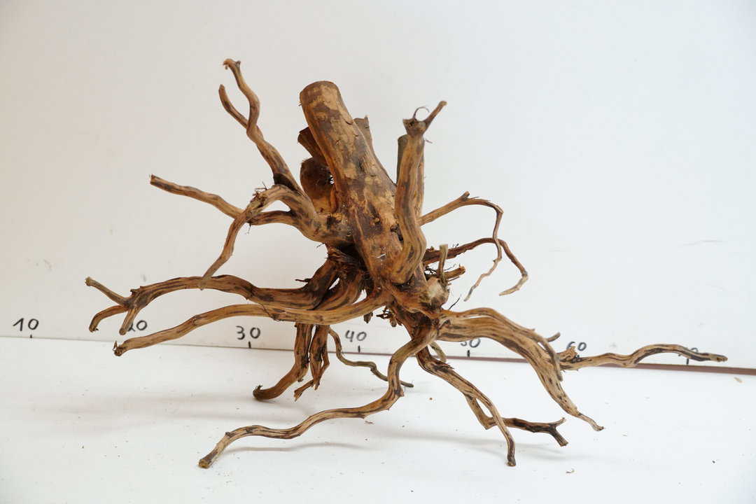 Red Spider Wood 4 – Bild 2