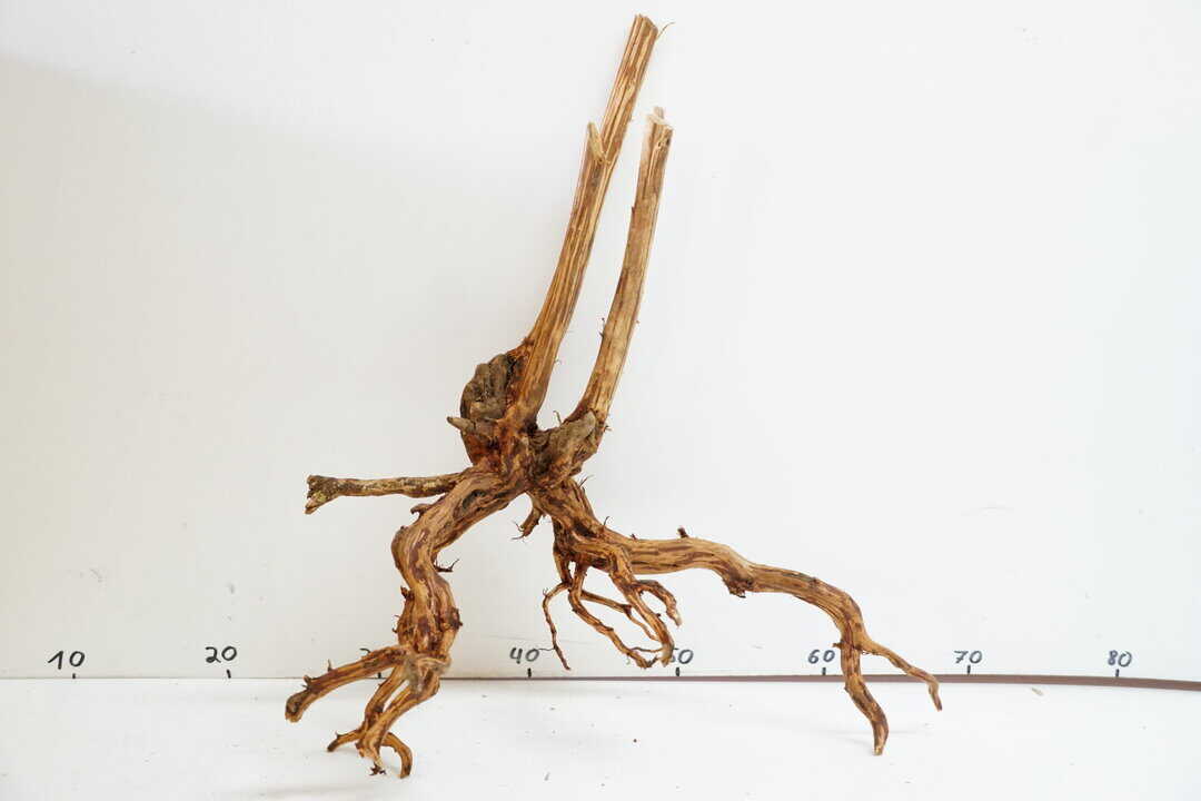 Red Spider Wood 5 – Bild 2