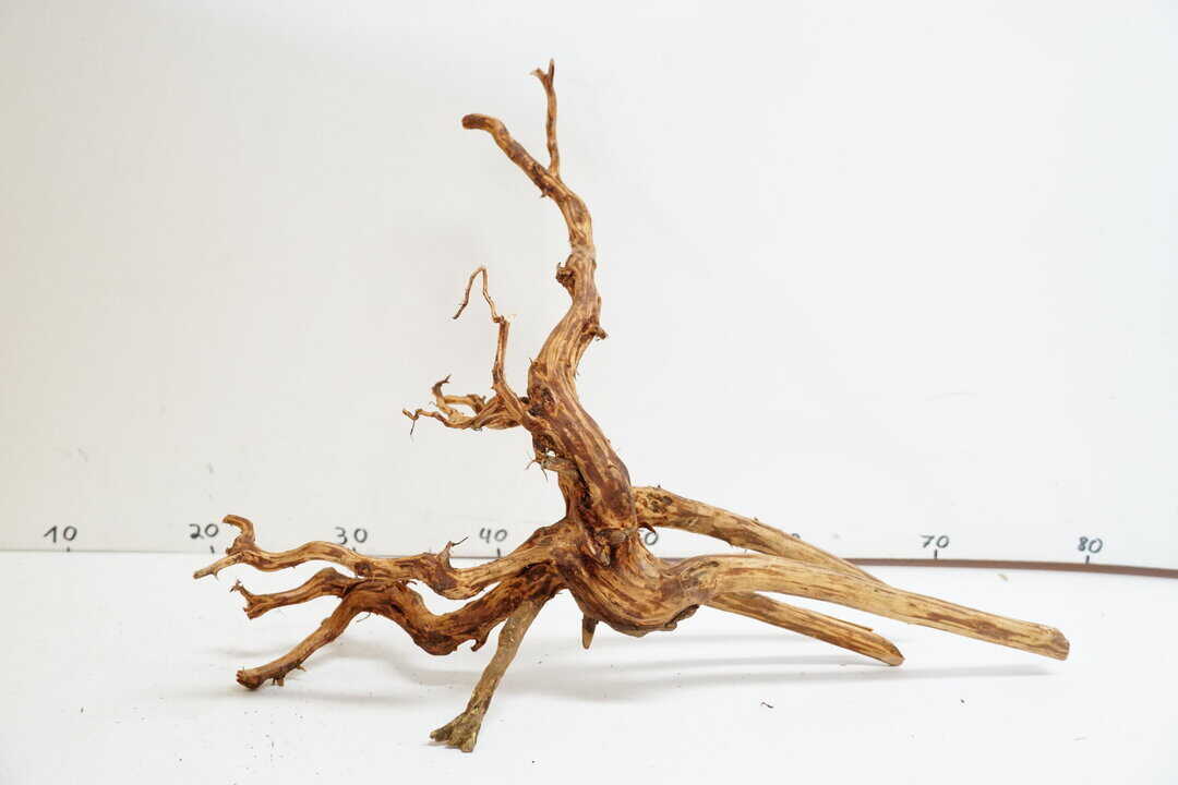 Red Spider Wood 5