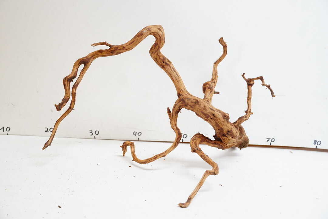 Red Spider Wood 7