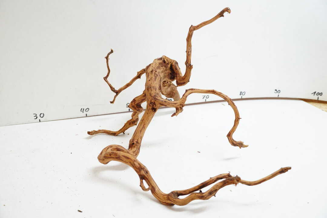 Red Spider Wood 7 – Bild 2