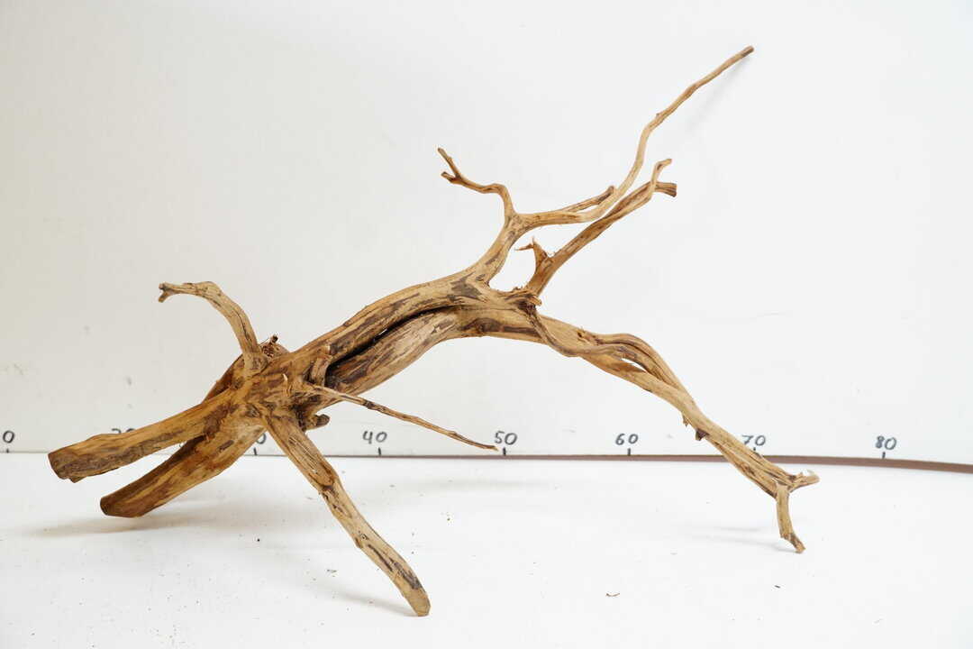 Red Spider Wood 8