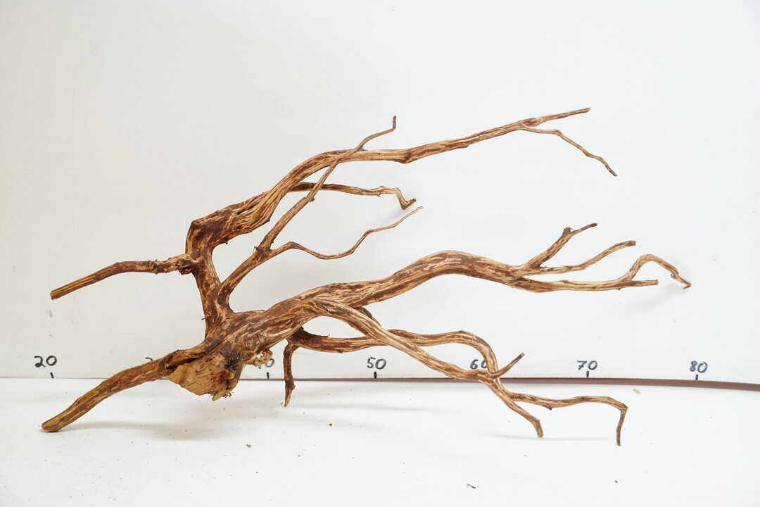 Red Spider Wood 6