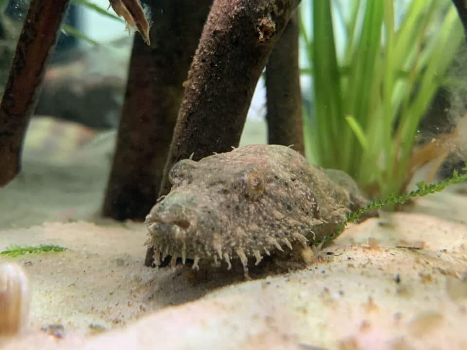 Tetraodon baileyi - Fetzenkugelfisch