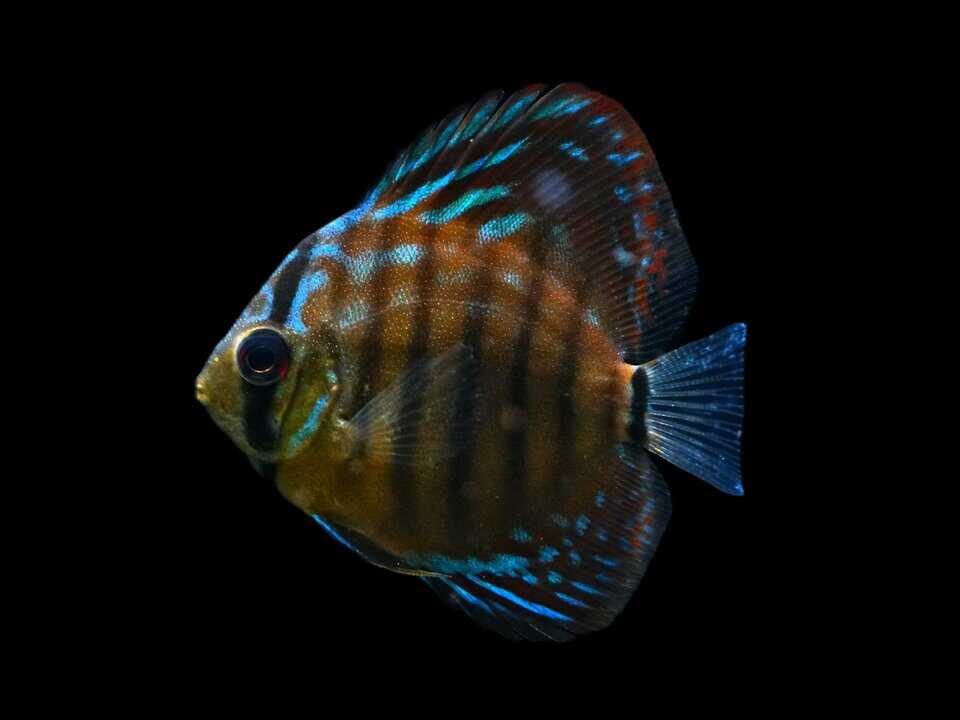 Symphysodon aequifasciatus - Heckel Cross Diskus 6-8cm – Bild 2