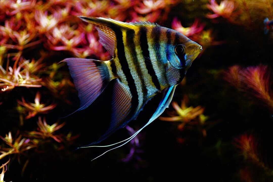 Pterophyllum leopoldi - Leopolds Skalar