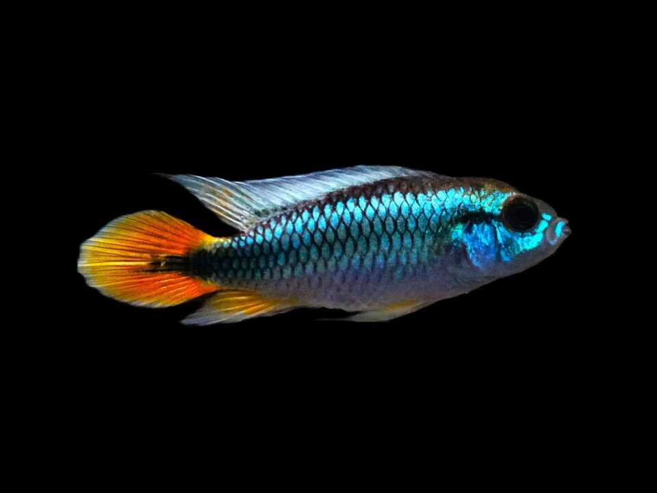 Apistogramma agassizii 'Alemare red tail'