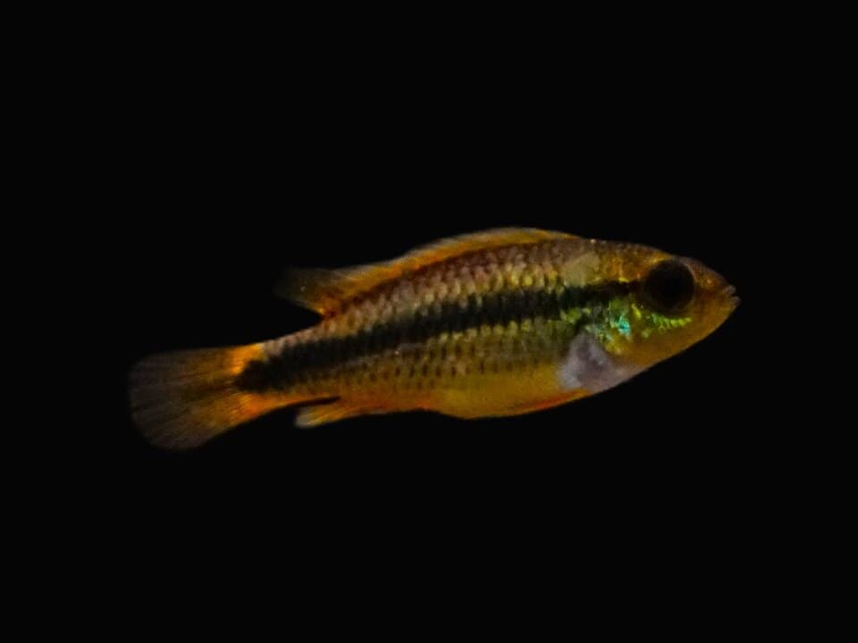 Apistogramma agassizii 'Alemare red tail' – Bild 2
