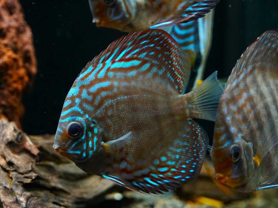 Symphysodon aequifasciatus alenquer - Diskus 8-10cm – Bild 2
