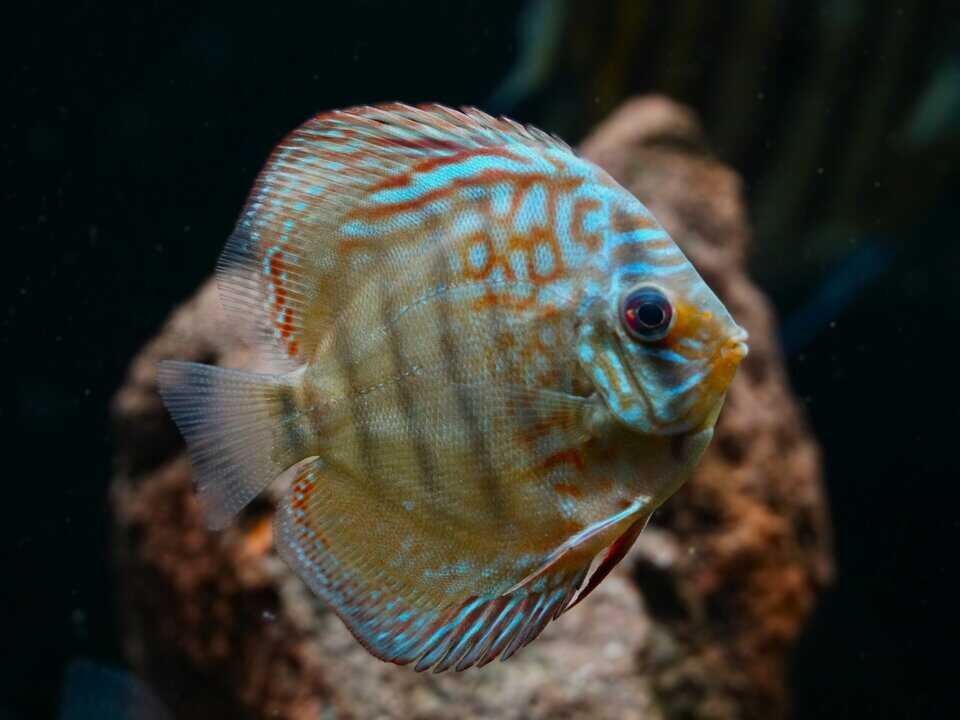 Symphysodon aequifasciatus alenquer - Diskus 8-10cm – Bild 3