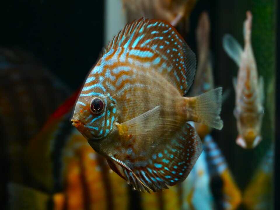Symphysodon aequifasciatus alenquer - Diskus 8-10cm