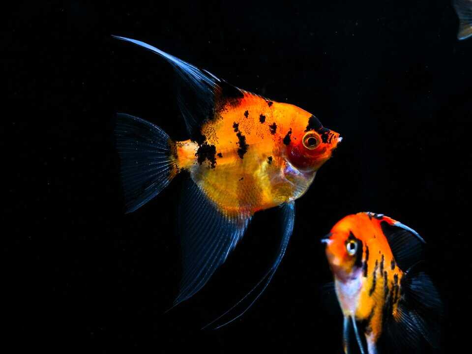 Pterophyllum scalare - Red Devil Skalar