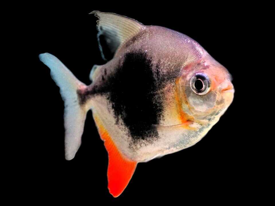 Myloplus Lamax III - Black Berry Scheibensalmler 3-5cm