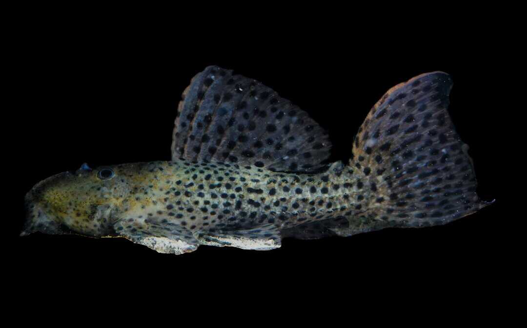 L160 Pseudacanthicus cf. spinosus - Punktierter Kaktuswels ca. 25cm