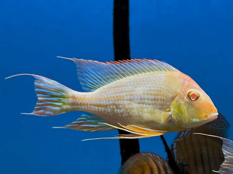 Geophagus red head tapajo Albino