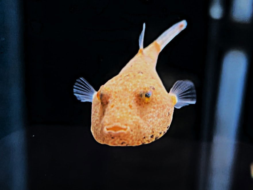 Tetraodon Miurus - Brauner Kugelfisch