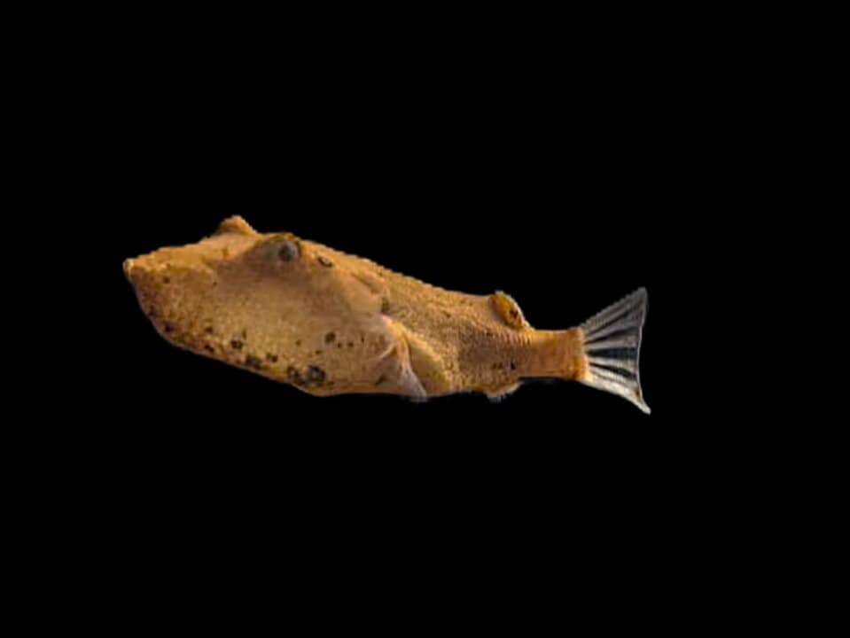Tetraodon Miurus - Brauner Kugelfisch – Bild 2