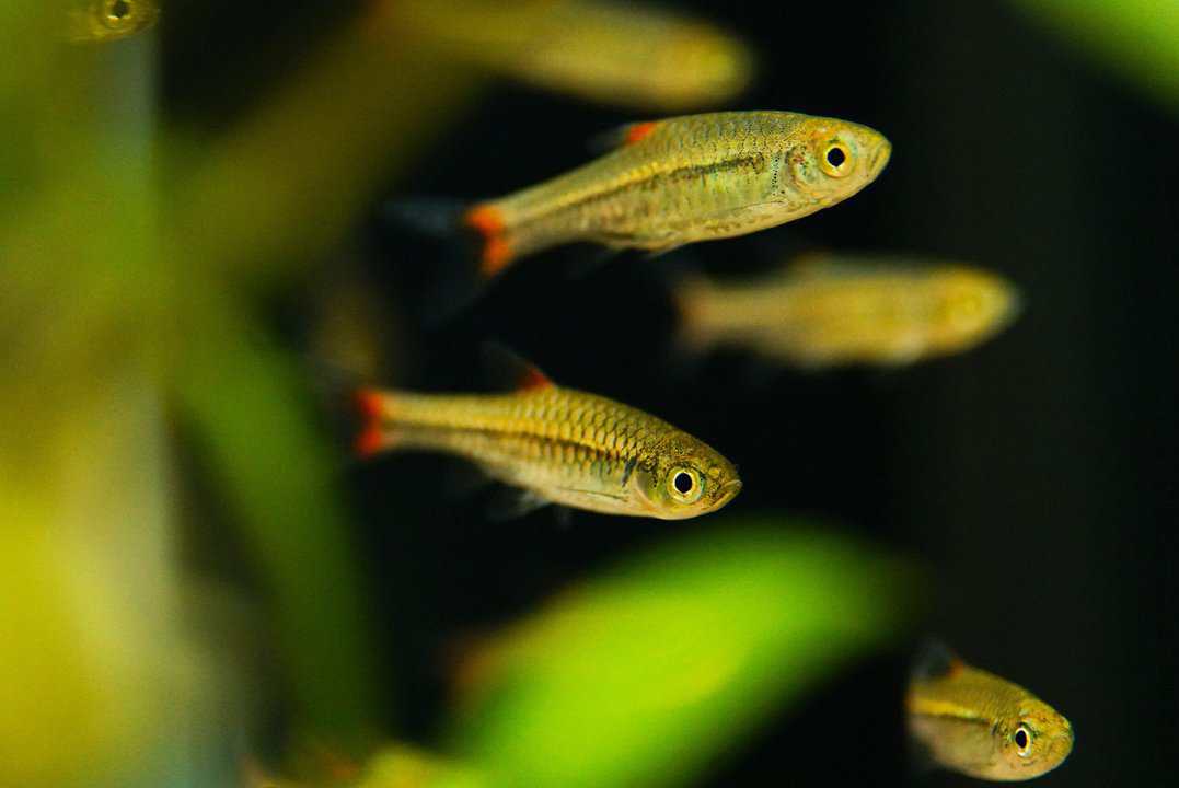 Rasbora Rubrodorsalis - Rotflossen Zwergbärbling – Bild 2