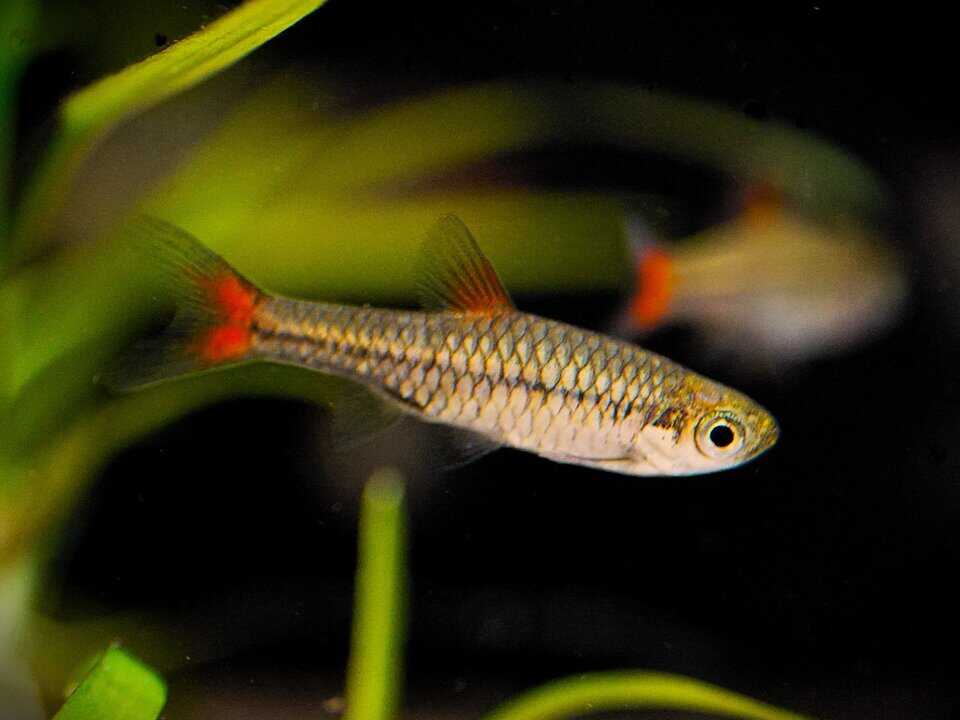 Rasbora Rubrodorsalis - Rotflossen Zwergbärbling