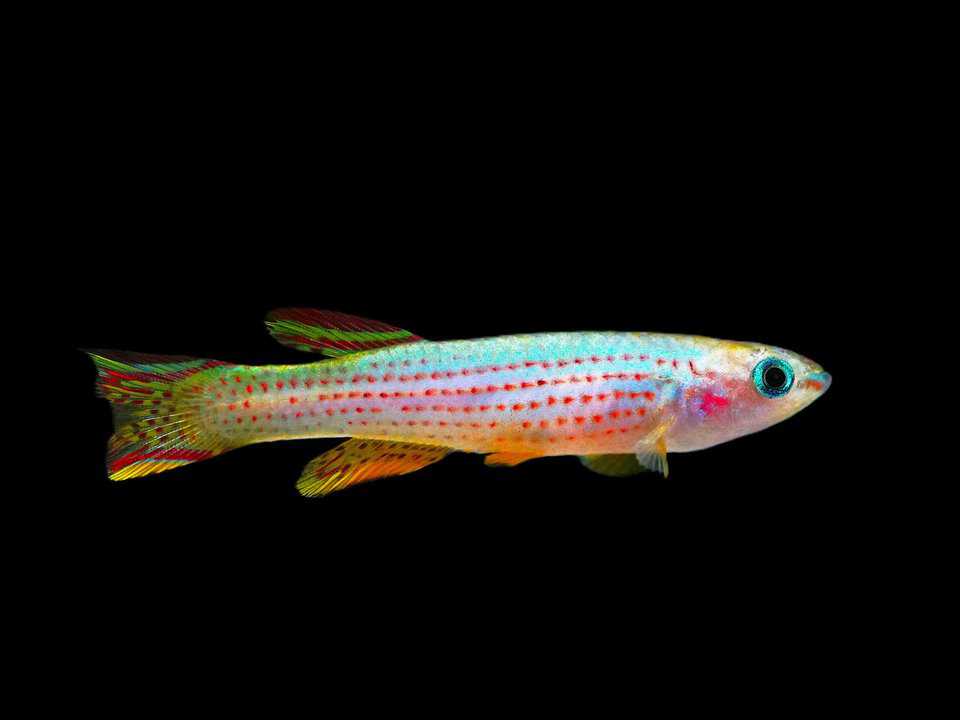 Aphyosemion striatum - gestreifter Prachtkärpfling